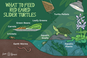 ¿Qué comen las tortugas de orejas rojas?