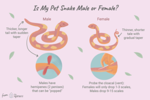 ¿Tu serpiente es macho o hembra?  Aprenda a conocer el sexo de su serpiente
