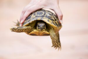 Cómo prevenir la salmonella en las tortugas
