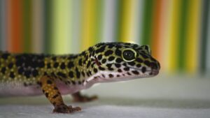 Tipos comunes de geckos para mascotas para principiantes