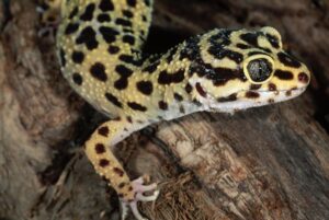 ¿Cómo se cuidan los diferentes tipos de geckos mascotas?