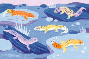 ¿Cuántas fases, colores o morfologías de Gecko Leopardo hay?