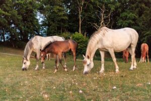 10 datos curiosos que no sabías sobre los potros de los caballos