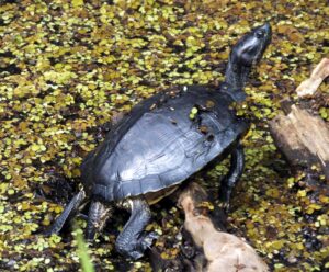 Cómo cuidar a la tortuga almizclera común