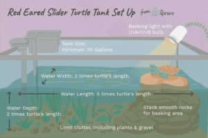 Cómo configurar un tanque para una tortuga deslizante de orejas rojas