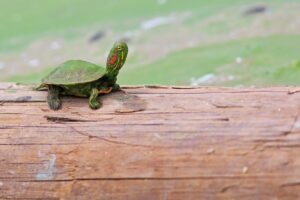Cómo cuidar a las tortugas de orejas rojas como mascotas