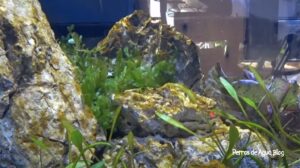 tratar algas marrones acuario