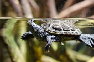 Tanques de tortugas pantanosas: Razones por las que el agua se vuelve verde