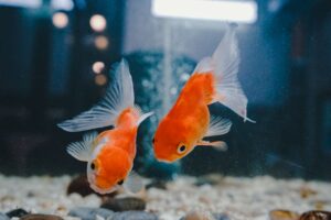 ¿Cómo saber si su tanque de peces de colores necesita una actualización?