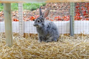 ¿Por qué los conejos comen su propia caca?
