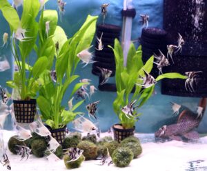 ¿Por qué usar plantas de plástico en su acuario