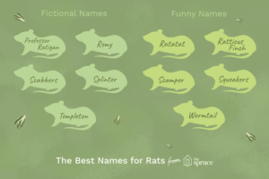 24 nombres perfectos para tu rata mascota