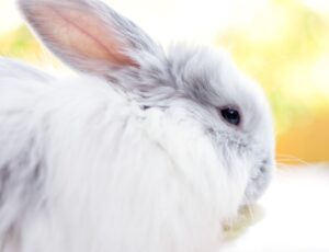 43 razas de conejos para tener como mascotas