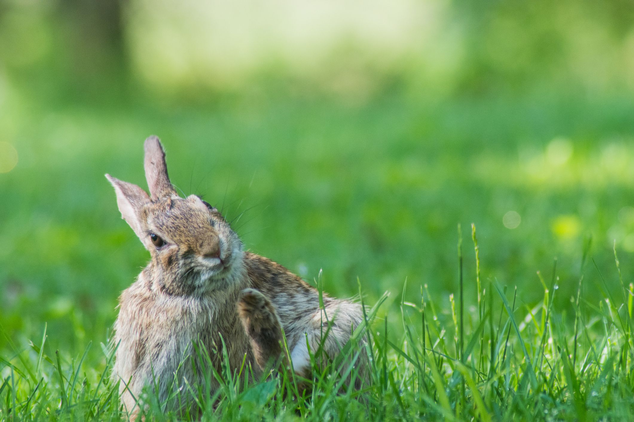 9 cosas que pueden provocar picazón en tu conejo