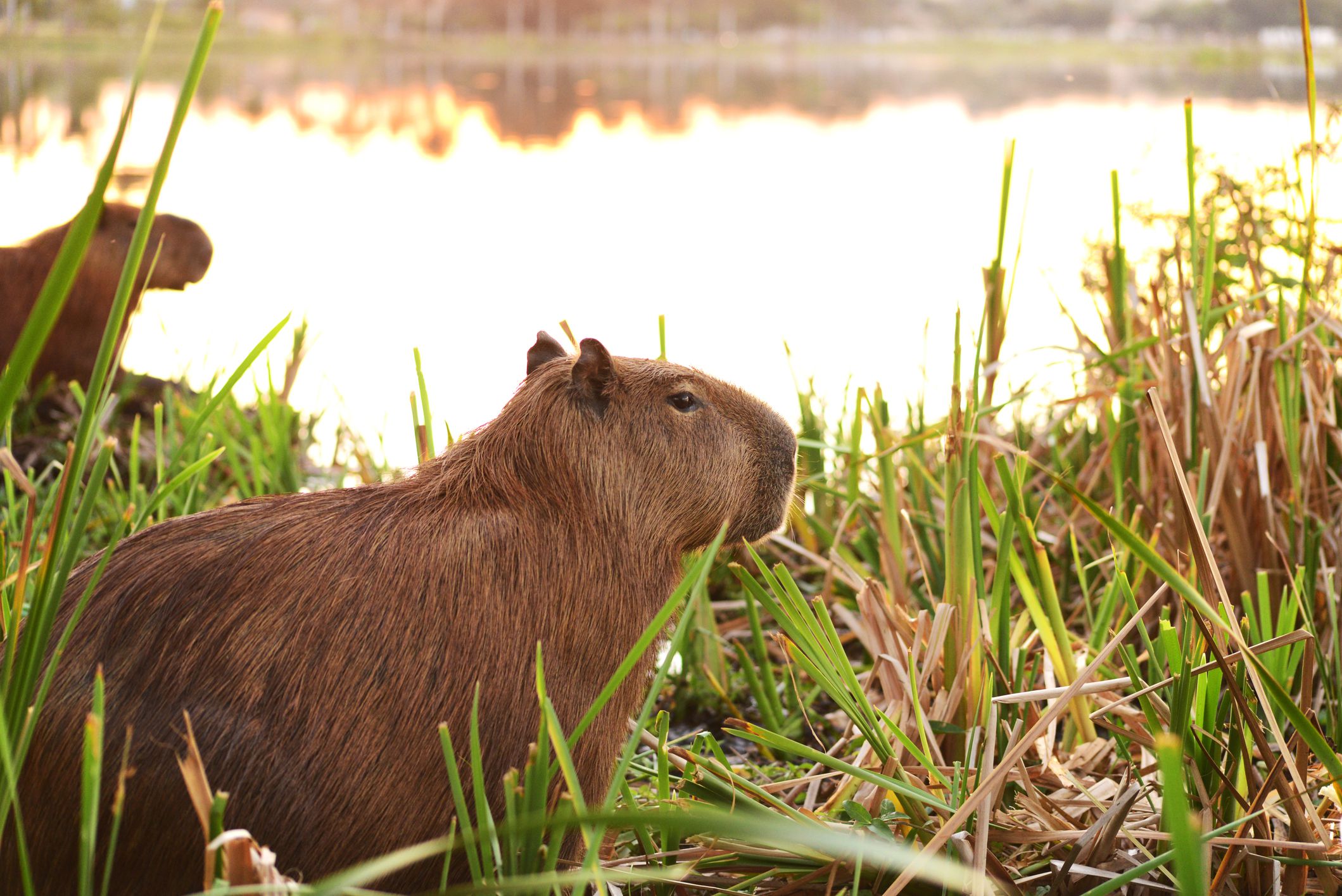 Aprenda a mantener y cuidar capibaras mascotas