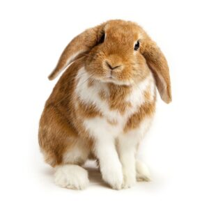Aprenda sobre los diferentes tipos de conejos de orejas caídas