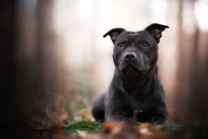 Aprenda todo sobre el Staffordshire Bull Terrier (Stafford)