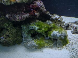 Cómo deshacerse de las algas de pelo verde en su tanque