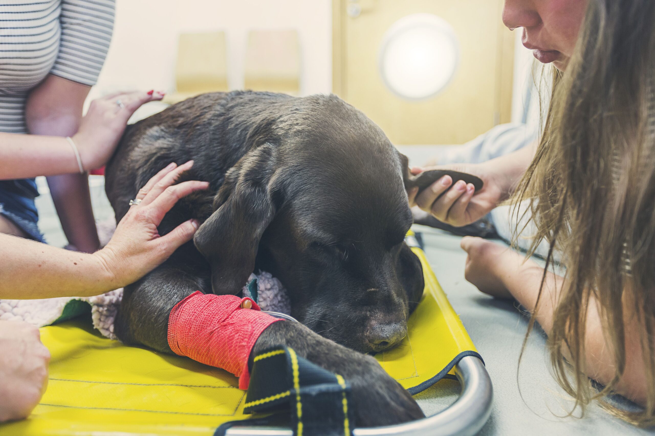 Cómo estar atento a los signos comunes de cáncer en perros