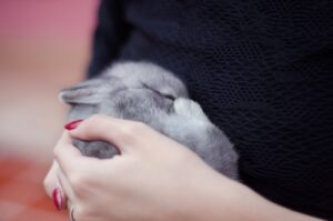 Cómo manejar la esterilización o castración de un conejo