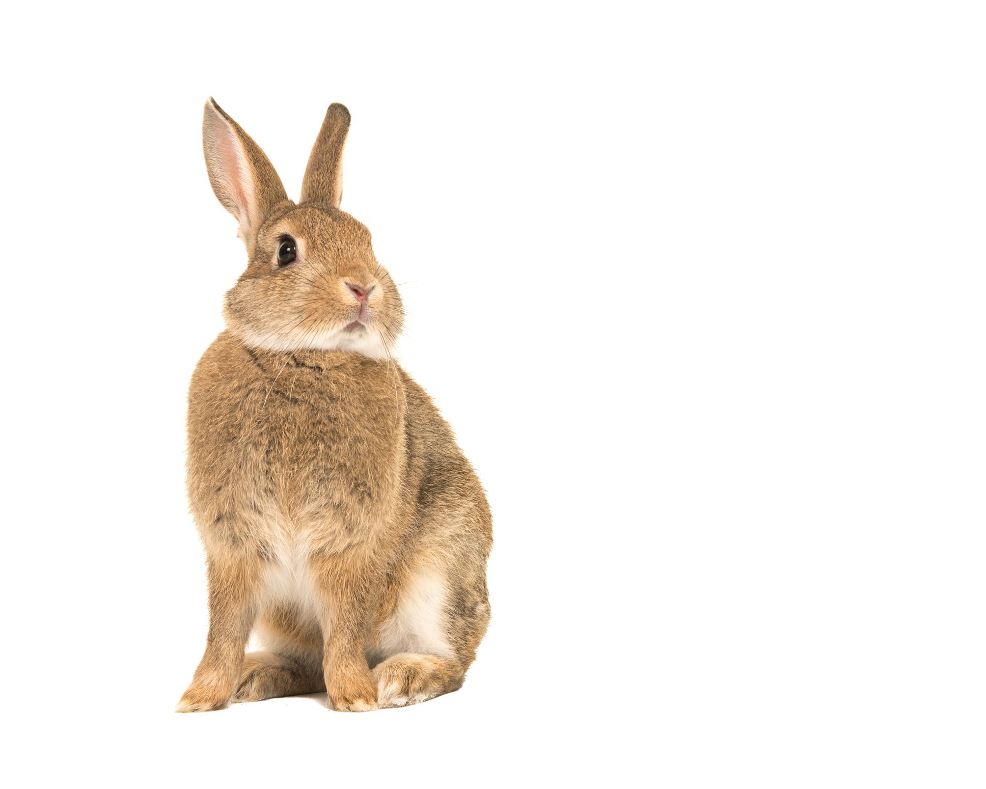Cómo tratar a tu conejo contra los piojos