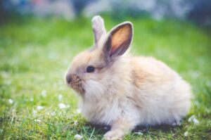 Cómo tratar el íleo de conejo, un trastorno gastrointestinal común