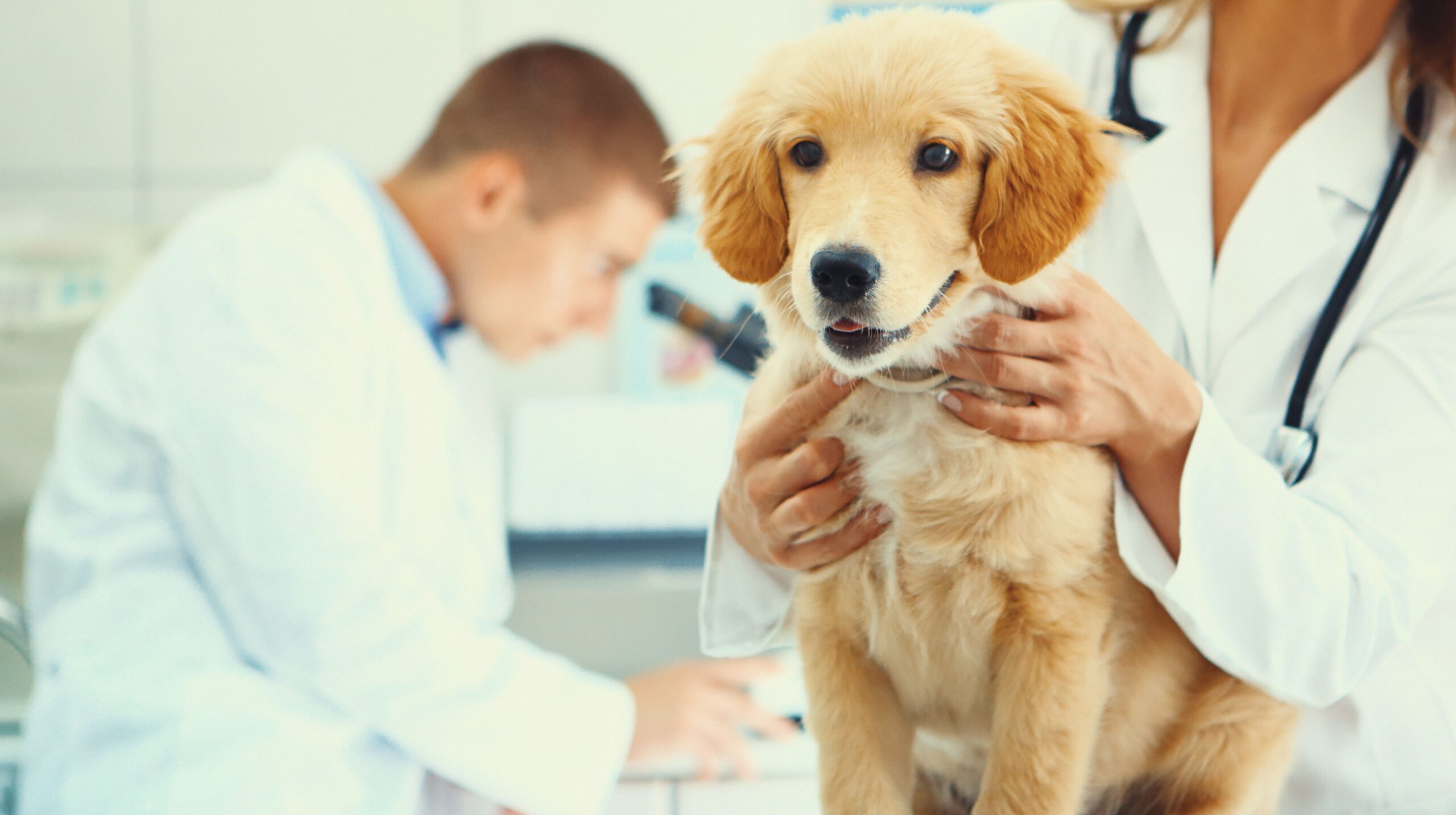 Cómo tratar tumores, crecimientos y quistes en perros