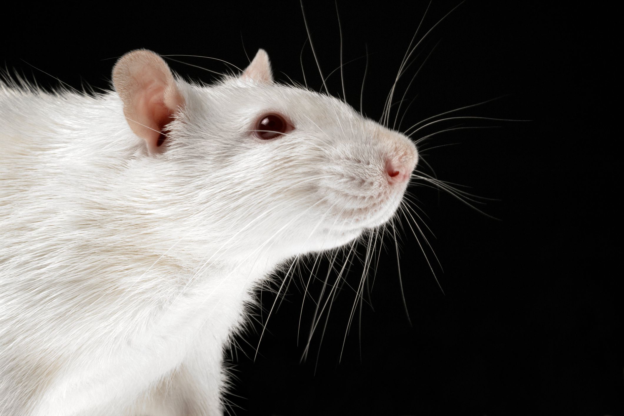 Cómo tratar tumores en ratas