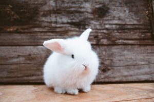 Comprender el comportamiento y el lenguaje corporal del conejo