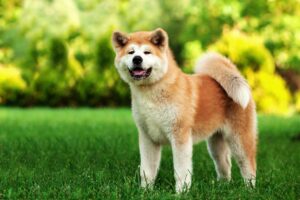 Conoce a la valiente y tranquila raza de perro Akita