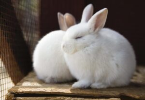 Consejos para construir su propia jaula para conejos