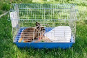 Consejos para facilitar la limpieza de su jaula para conejos