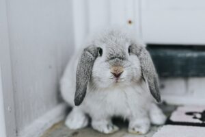 Detección de signos comunes de enfermedad en conejos