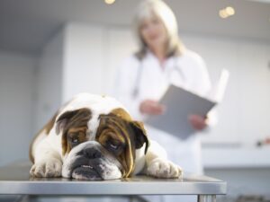 Efectos secundarios de enalapril en perros: manejo de enfermedades cardíacas y renales