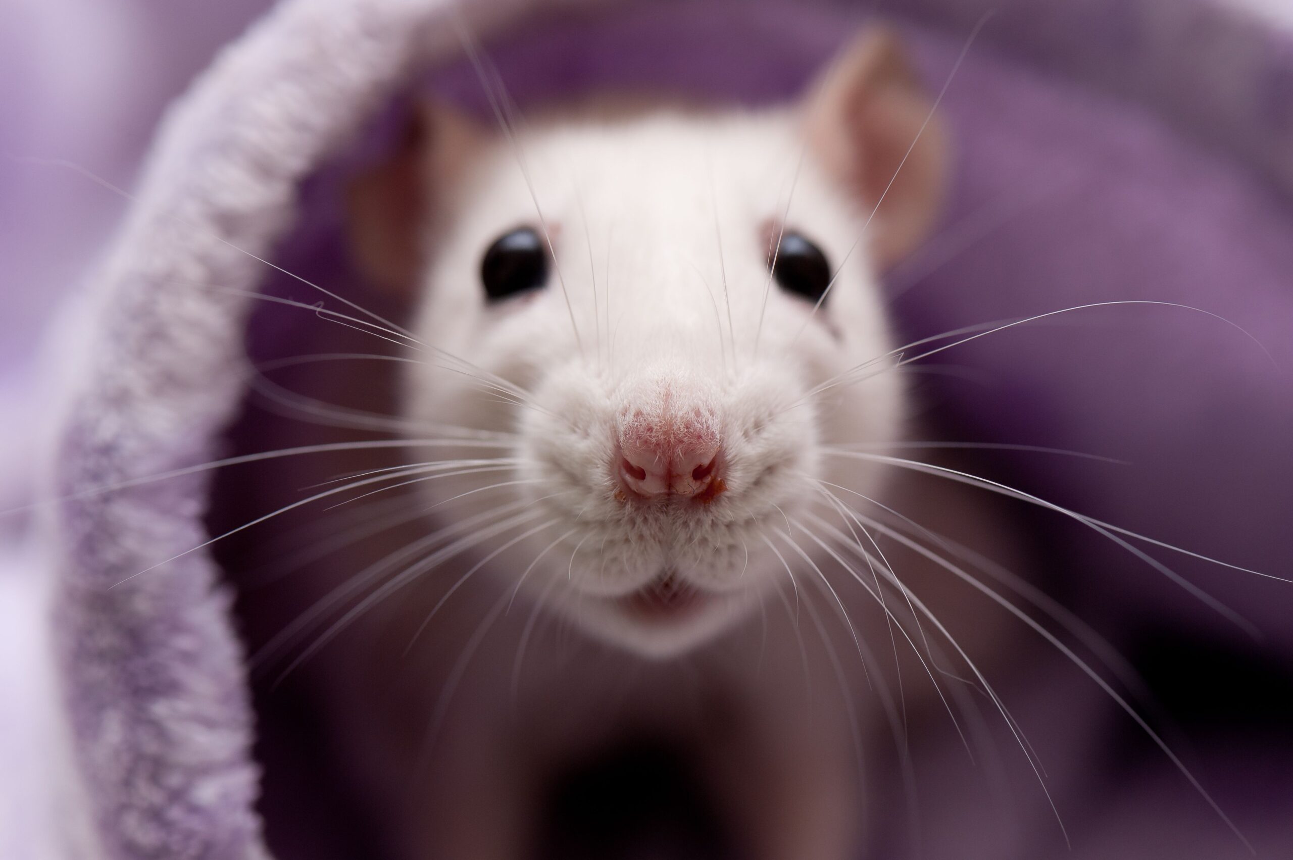 Como cuidar la rata mascota inteligente