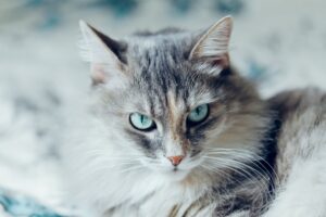 El gato siberiano es una joya rusa