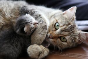 Etapas del embarazo del gato: desarrollo fetal hasta el nacimiento