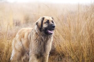 Leonberger (Leo): perfil de raza de perro