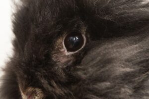 Los ojos de conejo son sensibles y propensos a problemas de salud