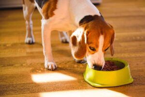 Los pros y los contras de la comida húmeda para perros