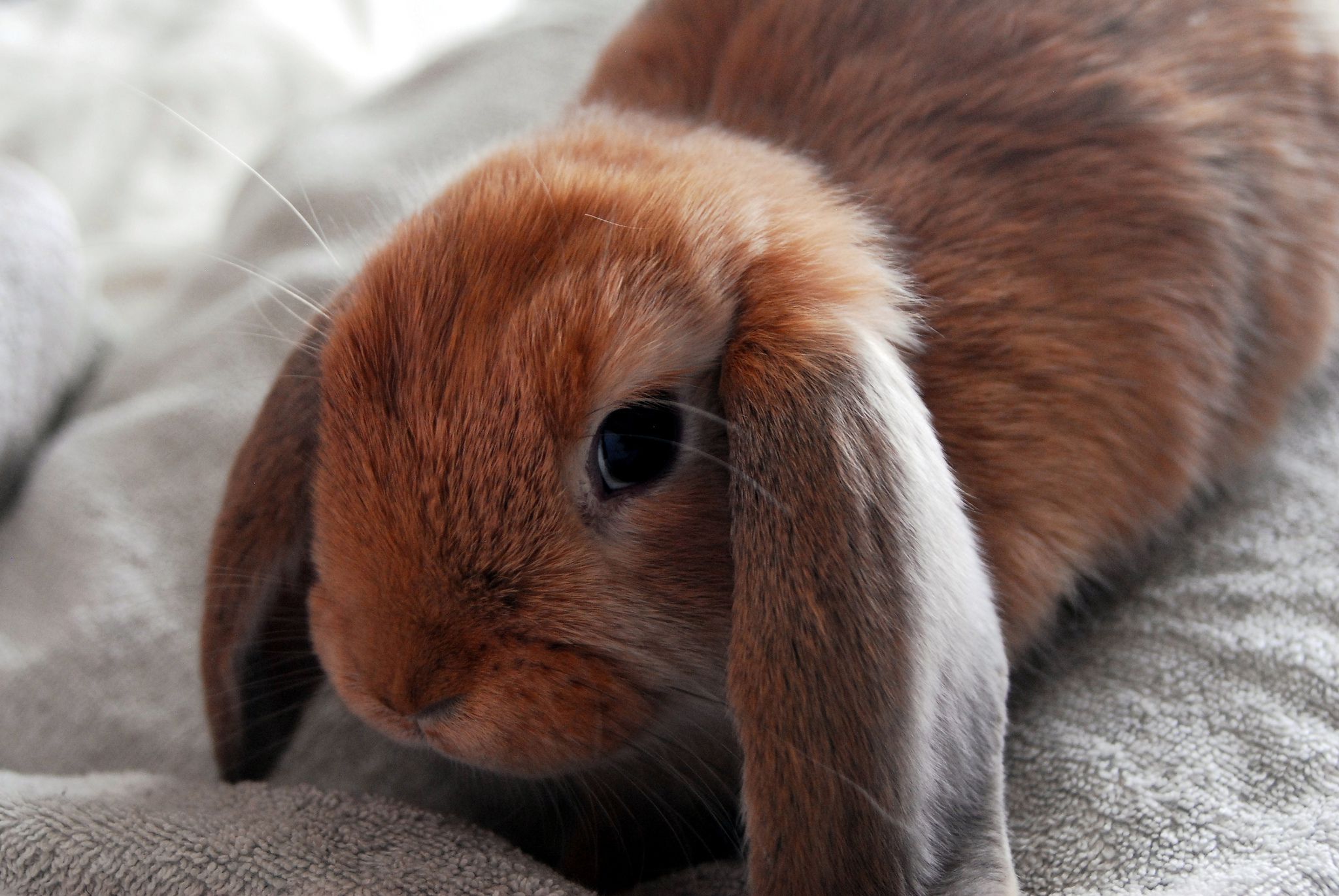 Los signos y síntomas de las convulsiones en conejos