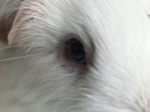 Problemas oculares comunes en los conejillos de Indias y lo que puede hacer
