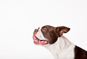 Qué hacer con los mucoceles salivales en perros