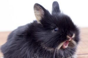Qué hacer si a tu conejo le han crecido demasiado los dientes