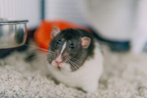 Qué hacer si su rata mascota tiene piojos