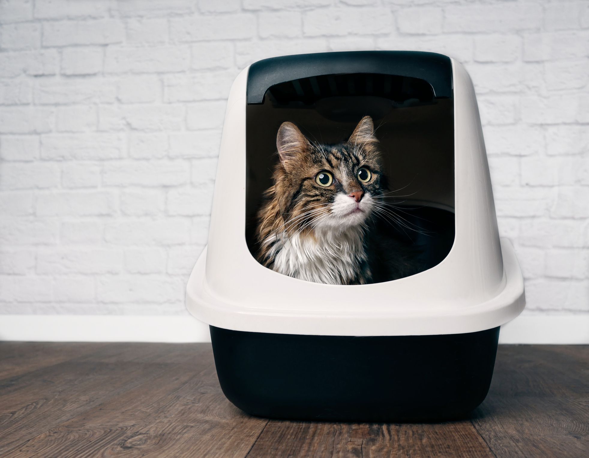 Qué hacer si tu gato tiene estreñimiento