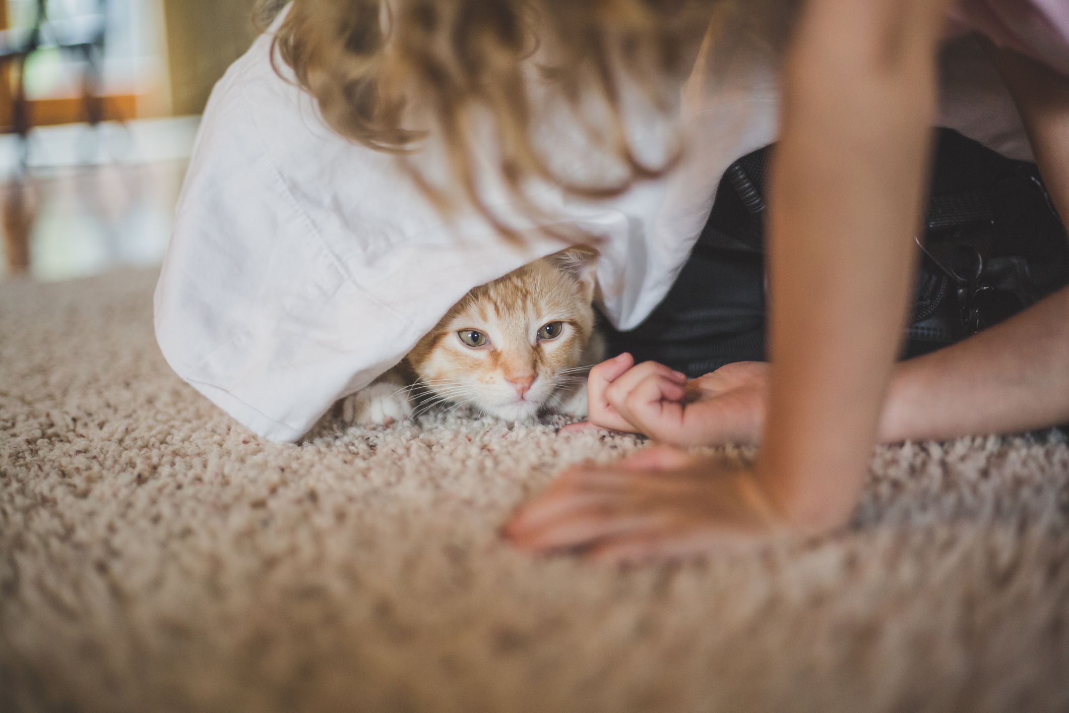 Qué puedes hacer si tu gato tiene miedo de las personas