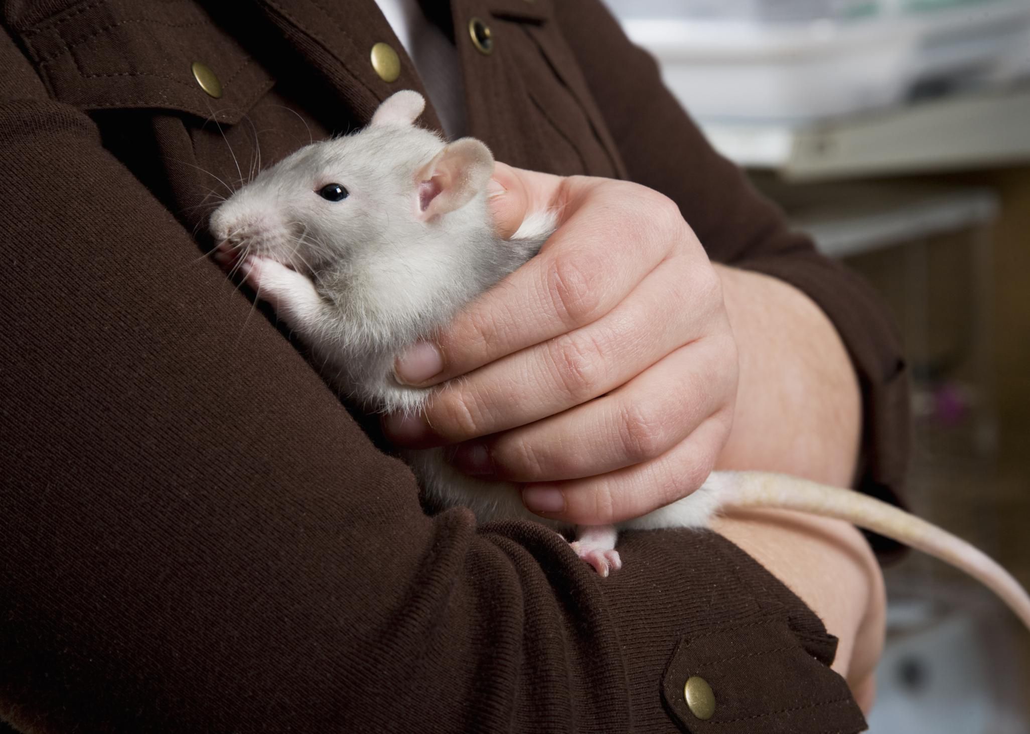 Todo lo que necesita saber para cuidar a una rata mascota