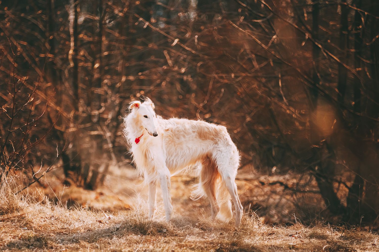 Todo sobre el elegante perro Borzoi