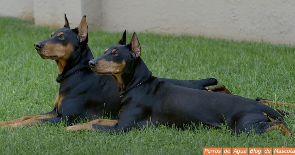 Aprenda sobre el enérgico y cariñoso Pinscher alemán